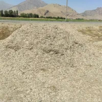 کاه باقله
