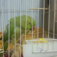 طوطی