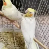 جوجه عروس هلندی ۲ماهونیم