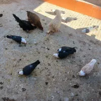 کبوتر کربلایی