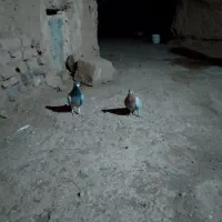 کبوتر پرش|پرنده|طاغنکوه, |دیوار