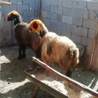 فروش میش بره کهره بز شیشک بختیاری شهر کردی