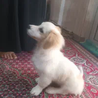 پاکوتاه شیتزو