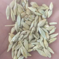 جو دامی.بره|حیوانات مزرعه|درودزن, |دیوار