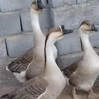 جوجه قوغاز غبغب دار آفریقایی اصیل وارداتی|حیوانات مزرعه|کرج, فاز ۱ مهرشهر|دیوار
