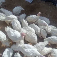 بوقلمون گوشتی|حیوانات مزرعه|بیرجند, |دیوار