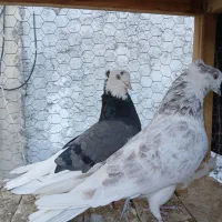 کفتر ناب کاشان|پرنده|تهران, افسریه شمالی|دیوار