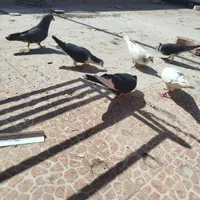 کبوتر|پرنده|اصفهان, براآن شمالی|دیوار