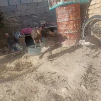 بوقلمون|حیوانات مزرعه|فسا, |دیوار