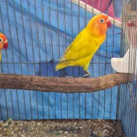 طوطی برزیلی فیشر طلایی