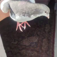 کفتر|پرنده|شیراز, کوشک میدان|دیوار