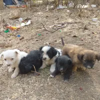 سگ پاکوتاه|سگ|تهران, شمشیری|دیوار