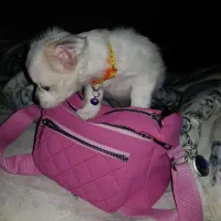 فروش اشپیتز