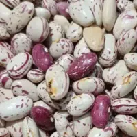 لوبیای تازه وزودپز|خوردنی و آشامیدنی|ازنا, |دیوار