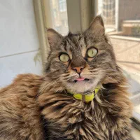 گمشده با مژدگانی خوب|گربه|اراک, |دیوار