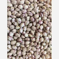 لوبیا چیتی برای امسال پاک شده