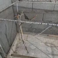 قفس پرنده محکم|لوازم جانبی حیوانات|سیرجان, |دیوار