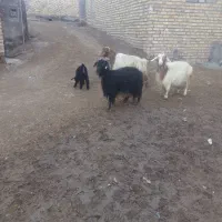 سه تا بزخوب