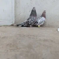 سرور کشیده|پرنده|همدان, |دیوار