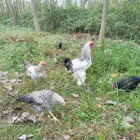 فروش مرغ وخروس وبوقلمون بالغ|حیوانات مزرعه|لنگرود, |دیوار