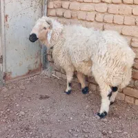 گوسفند نر بره