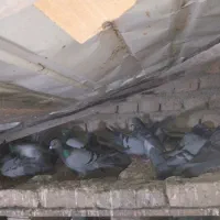 کبوتر چاهی|پرنده|علی‌آباد کتول, |دیوار