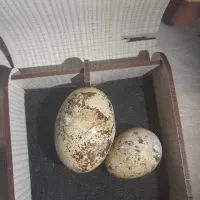 تخم غولدرچین