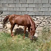 اسب|اسب و تجهیزات اسب‌سواری|دهدشت, |دیوار