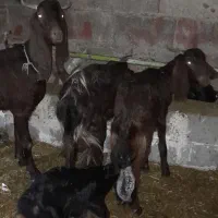 حیوانات|حیوانات مزرعه|گتوند, |دیوار