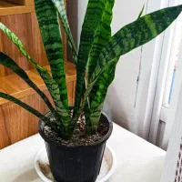 گل زیبا و شاداب|گل و گیاه طبیعی|رشت, معلولین|دیوار