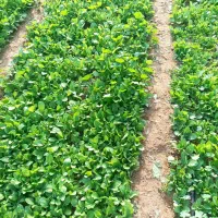 نشا «برگ قرمز »بنیاد کاکی(پزه )