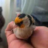 قفس سهره دهندار