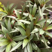 گل طبیعی سرحال