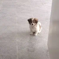 سگ پا کوتاه