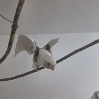 طوطی عروس آلبینو دوکت گمشده|حیوانات|قم, باسکول|دیوار