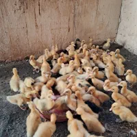 جوجه اردک|حیوانات مزرعه|ایذه, |دیوار