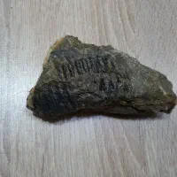 فسیل بدن حیوانات