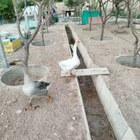 قو قاز|حیوانات مزرعه|مشهد, شهرک مهرگان|دیوار