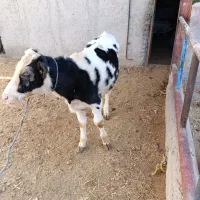 گوساله نر|حیوانات مزرعه|ارشق, |دیوار