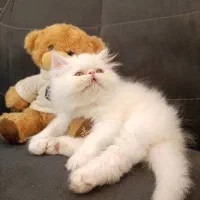 گربه پرشین اصیل