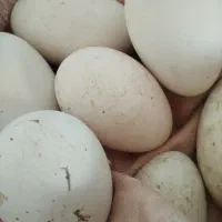 تخم مرغ نطفه دار