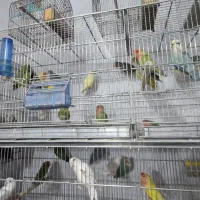 دنیای حیوانات|پرنده|بیرجند, |دیوار