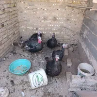 بوقلمون و طاقچه مرغ و خروس|حیوانات مزرعه|نیشابور, ابراهیمی|دیوار