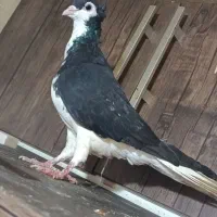 ۴تا کبوتر
