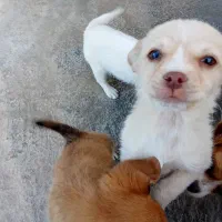 اشپیتز|سگ|اسدآباد, |دیوار