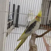 عروس هلندی نر دوکت