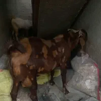 فروشی|حیوانات مزرعه|میناب, |دیوار