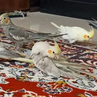 عروس هلندی جوجه