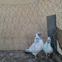 کبوتر|پرنده|باقرشهر, |دیوار