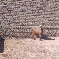 یک راس کاور بره